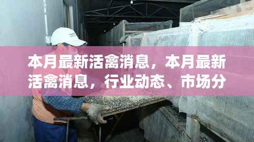 本月最新活禽市场动态,行业解析、市场分析、养殖技巧全攻略