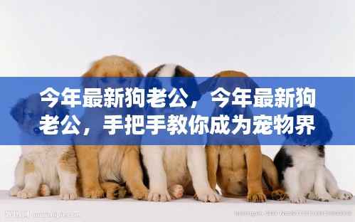 手把手教你成为宠物界全能伴侣,今年最新狗老公指南