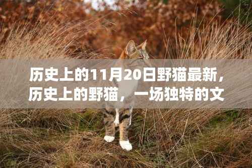 历史上的11月20日野猫最新,历史上的野猫,一场独特的文化现象与时代的印记