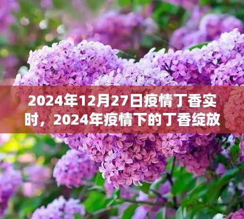 2024年疫情下的丁香绽放,实时追踪与希望展望