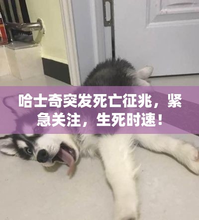 哈士奇突发死亡征兆,紧急关注,生死时速!