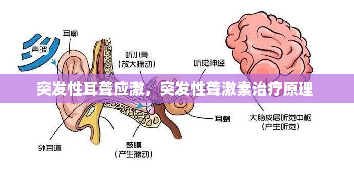 突发性耳聋应激,突发性聋激素治疗原理