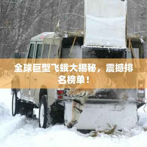 全球巨型飞蛾大揭秘,震撼排名榜单!