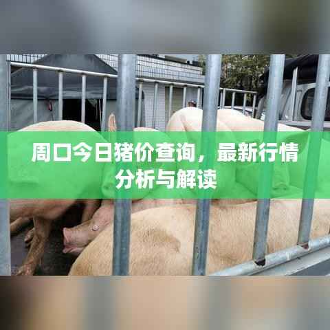 周口今日猪价查询，最新行情分析与解读