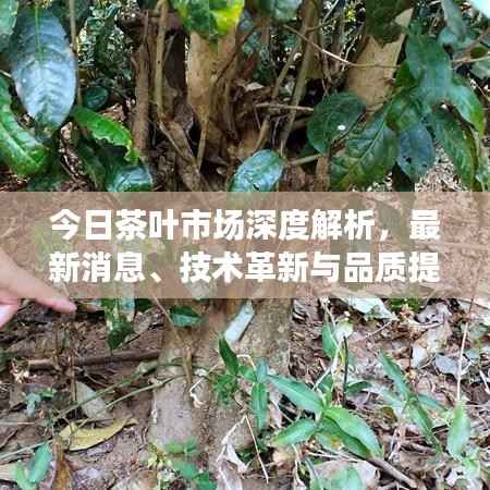 今日茶叶市场深度解析,最新消息、技术革新与品质提升趋势