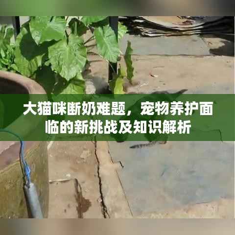 大猫咪断奶难题,宠物养护面临的新挑战及知识解析