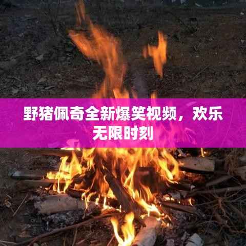野猪佩奇全新爆笑视频,欢乐无限时刻