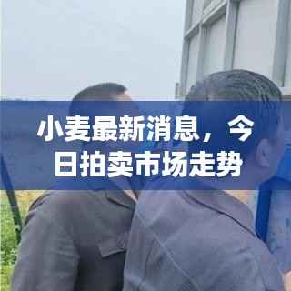 小麦最新消息,今日拍卖市场走势、参与群体与影响因素全解析