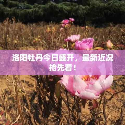 洛阳牡丹今日盛开，最新近况抢先看！