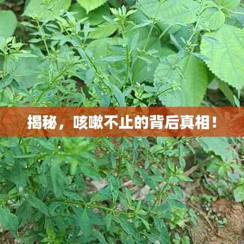 揭秘,咳嗽不止的背后真相!