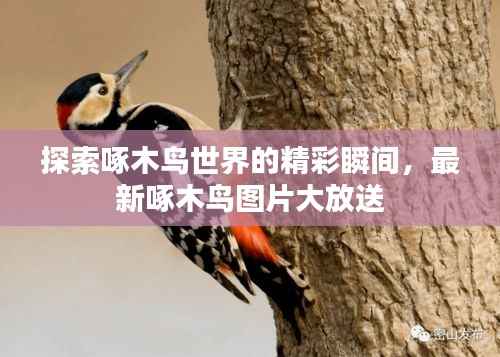 探索啄木鸟世界的精彩瞬间,最新啄木鸟图片大放送