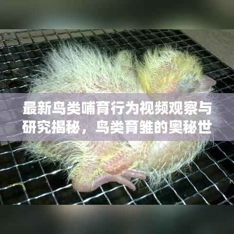 最新鸟类哺育行为视频观察与研究揭秘,鸟类育雏的奥秘世界